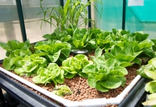 Cultivarea de verdeață într-o seră pe tot parcursul anului plante în propriile sale, să crească legume, busuioc ca și cu mâinile