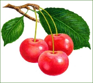 Cherry és jótékony gyógyító tulajdonságait és ellenjavallatok