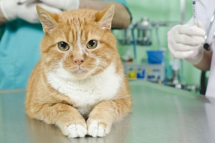 Zavar a térdízület a fejlődési szakaszában a macska betegségek és kezelések