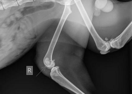 Dislocarea articulației genunchiului la pisică în stadiul de dezvoltare a patologiei și a metodelor de tratament