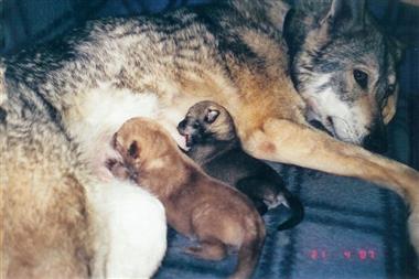 Saarloosi farkaskutya - leírás, leírások, betegség, hogyan kell etetni, fotók a kutyák farkaskutya