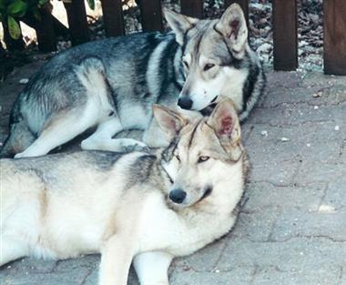 Câinele lui Wolf de Sarlos - descriere, caracteristici, boli, cum să hrănești, poze cu câine lup câine