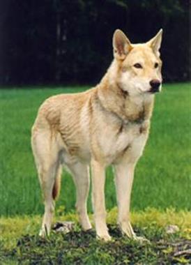 Вовча собака сарлоса - опис, характеристики, хвороби, як годувати, фото собак вовча собака