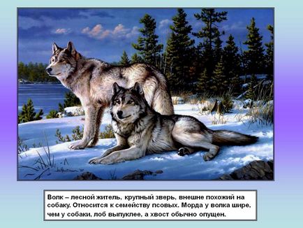 Вовк - лісовий житель, великий звір, зовні схожий на собаку - презентація 87994-2