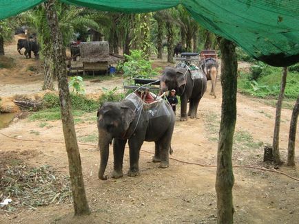 Impresii de la călărie pe elefanți în Thailanda