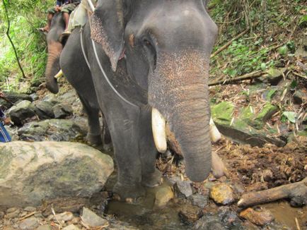 Враження від катання на слонах в Таїланді