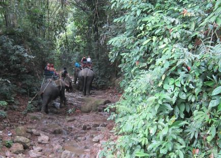 Impressions lovaglás egy elefánt Thaiföldön