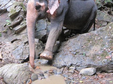 Impresii de la călărie pe elefanți în Thailanda