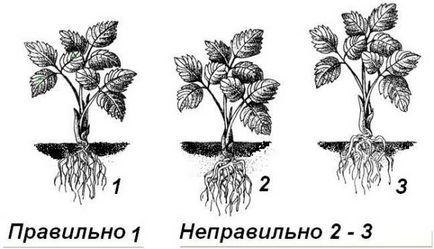 Totul despre capsuni de gradina - descrierea varietatii, plantarea, ingrijirea si alte nuante foto