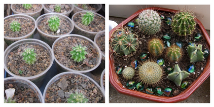 Totul despre cum să crească un cactus din semințe
