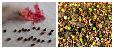 Totul despre cum să crească un cactus din semințe