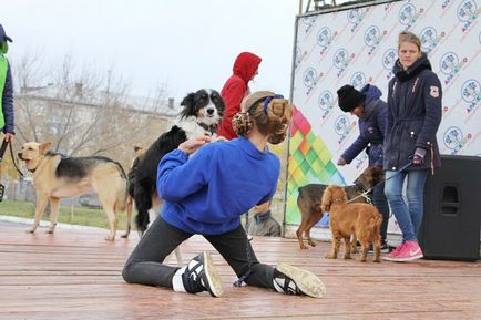 Weeekend - дог-шоу я і моя собака