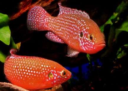 Chromis szép tartása, tenyésztése, razmozhenie és fotók az akváriumban