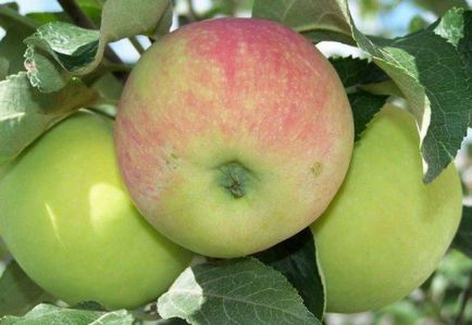 Яблука Семеренко опис сорту, правила посадки та догляду