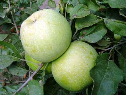 Яблука Семеренко опис сорту, правила посадки та догляду