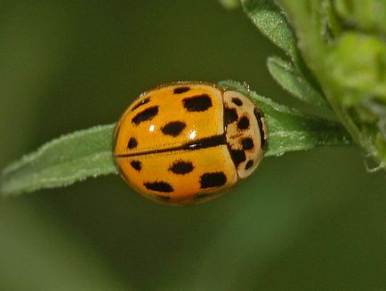 De ce ar fi o ladybug o tinuta luminata