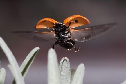 De ce ar fi o ladybug o tinuta luminata