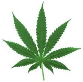 Összeesküvés a cannabist