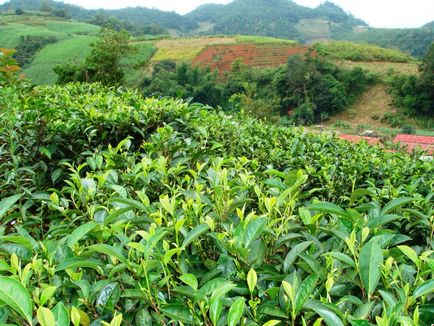 Ren Shen Oolong (Oolong ginseng) - teaterra, teaterra