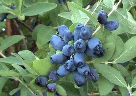 Honeysuckle beneficii comestibile și rău