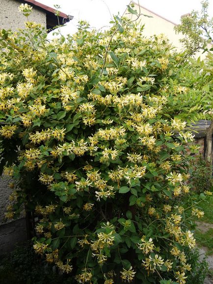 Honeysuckle bobinare - plantare și îngrijire, fotografie, plantarea unei grădini