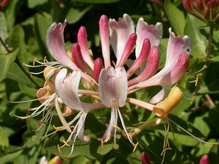 Honeysuckle bobinare - plantare și îngrijire, fotografie, plantarea unei grădini