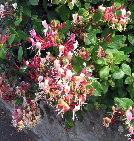 Honeysuckle bobinare - plantare și îngrijire, fotografie, plantarea unei grădini