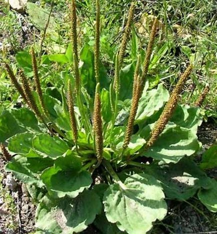 Animalele și plantele din cartea roșie a Tatarstanului, fotografia naturii, descrierea locuitorilor sălbatici din Tatarstan