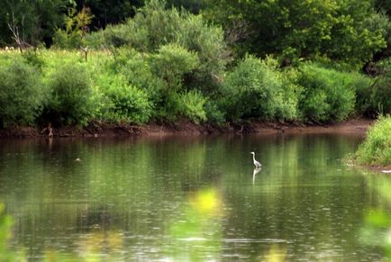 Animalele și plantele din cartea roșie a Tatarstanului, fotografia naturii, descrierea locuitorilor sălbatici din Tatarstan