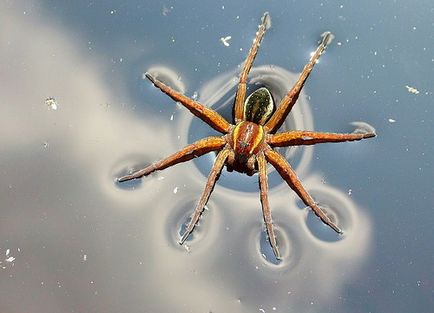 Animalele și plantele din cartea roșie a Tatarstanului, fotografia naturii, descrierea locuitorilor sălbatici din Tatarstan