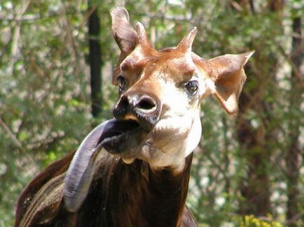 Un animal okapi sau o girafă de pădure pitic