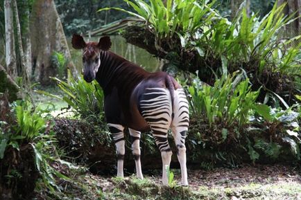 Un animal okapi sau o girafă de pădure pitic