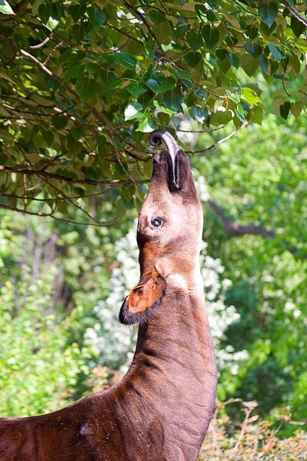 Un animal okapi sau o girafă de pădure pitic