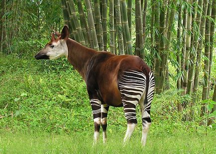 Un animal okapi sau o girafă de pădure pitic