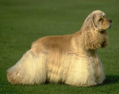 Vânător vesel - Cocker Spaniel american