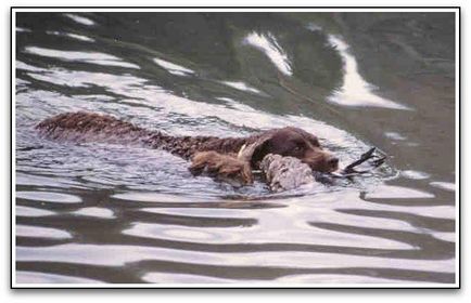 Vânător vesel - Cocker Spaniel american