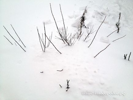 Зимові поради по укриттю рослин снігом