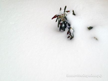 Téli tippek hó menedéket növények