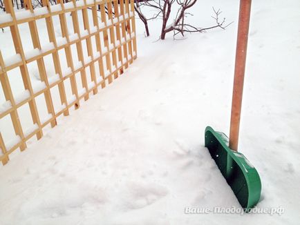 Sfaturi de iarnă pentru adăpostirea plantelor cu zăpadă