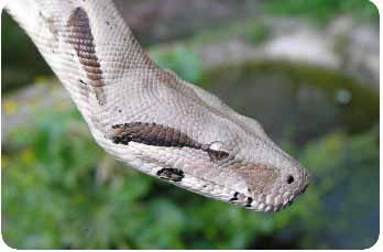 Șarpe boa, boa foto, boa constrictor, conținut, boa feed