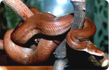 Snake boa constrictor képet közönséges boa, a tartalom, a takarmány a boa
