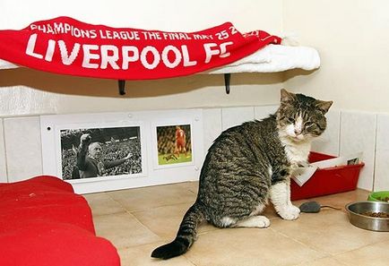 Celebrata pisica Enfield cauta proprietarul - fetele despre fotbal