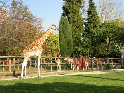 Gradina zoologica din Paris - fotografie, pret, orar de deschidere