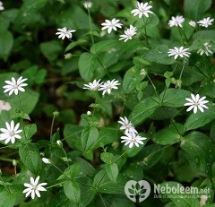 Зірочник середній - лікувальні властивості, користь, протипоказання