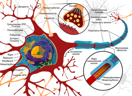 10 Fapte ale neuronilor - neuronalitate