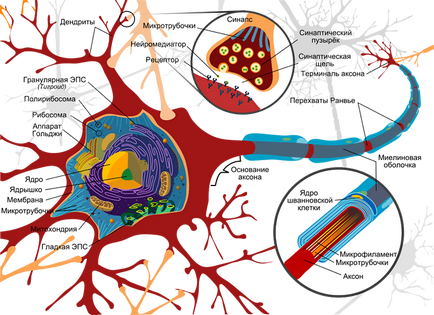 10 Tények neuronok - a neuron (tények) 10 Tények neuronok - neuron