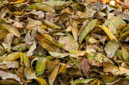 10 Ötletek köze lehullott őszi levelek (levél) 10 Ötletek köze lehullott levelek ősszel