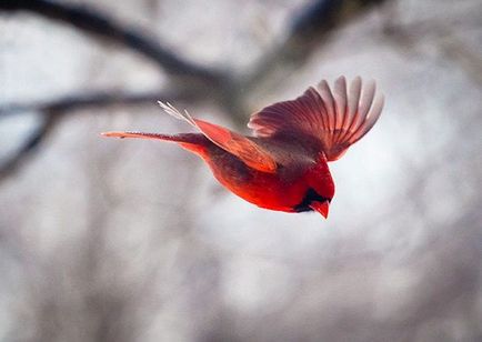 10 fotografi de cele mai bune contemporane de diferite genuri - în lumea de interesante