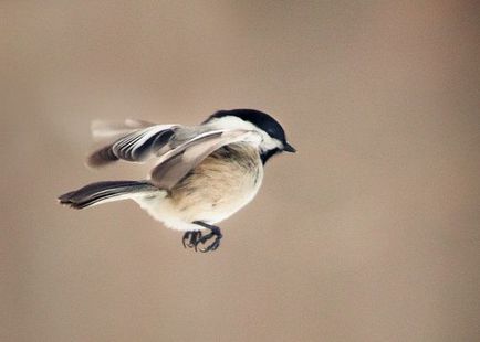 10 fotografi de cele mai bune contemporane de diferite genuri - în lumea de interesante