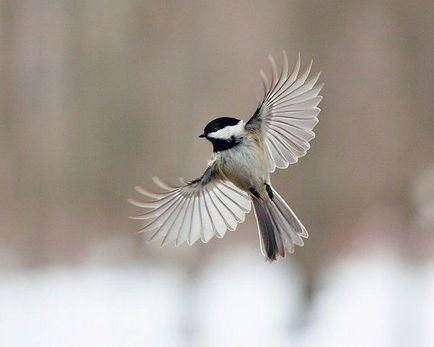 10 fotografi de cele mai bune contemporane de diferite genuri - în lumea de interesante